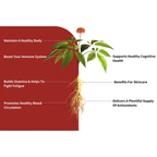 Korean Red Ginseng Extract Gel 120g for Energy